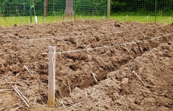 How to Plant Potatoes