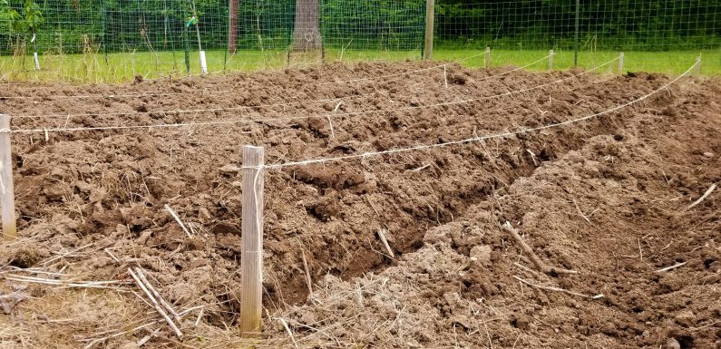 How to Plant Potatoes
