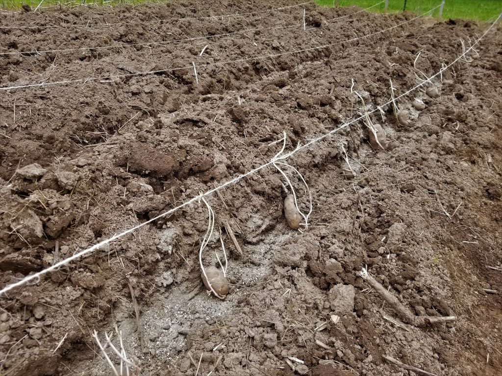 Potatoes in the Trench